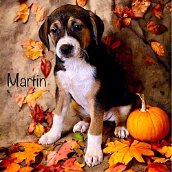 Photo of Martin (pup)
