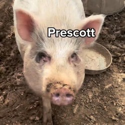 Thumbnail photo of Prescott #2