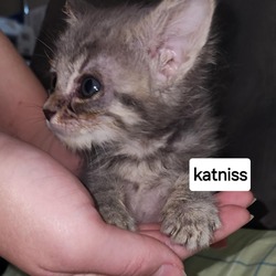 Thumbnail photo of F-Katniss #3