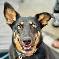 adopt a pet