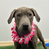 adopt a pet