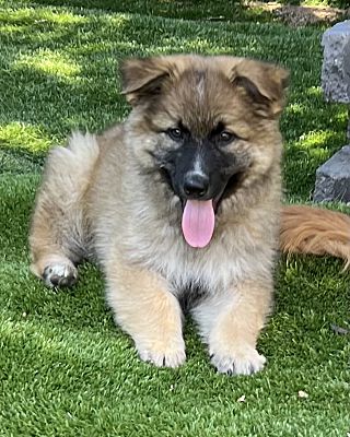 Escondido, CA German Shepherd Dog. Meet Hans a Pet for Adoption