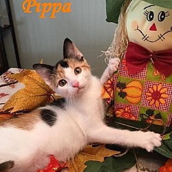 Thumbnail photo of Pippa - Adopted December 2016 #1
