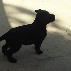 Photo of Leonard - Big Bang Pup