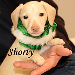 Thumbnail photo of Shorty~adopted! #1