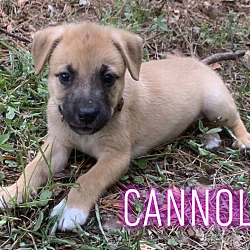 Thumbnail photo of Cannoli #1