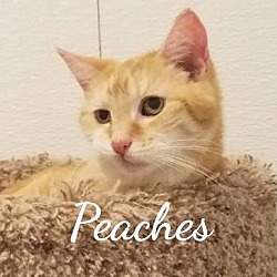 Photo of Peaches --special needs