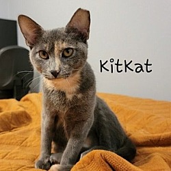 Photo of KitKat #lounges-with-meowmy
