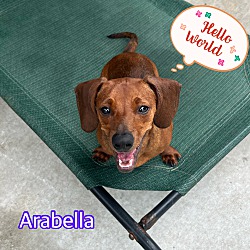 Thumbnail photo of Arabella #1