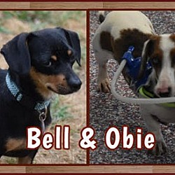 Thumbnail photo of Bell & Obie in TN #4