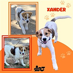 Photo of Xander (Puppy)