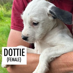 Thumbnail photo of Dottie #1