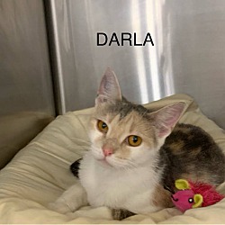 Thumbnail photo of Darla #2