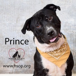 Thumbnail photo of Prince #2