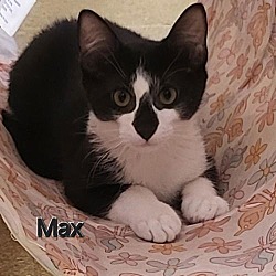 Photo of Max