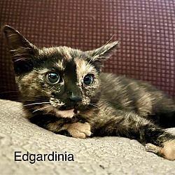 Thumbnail photo of Edgardinia #1