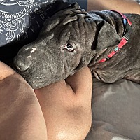 adopt a pet