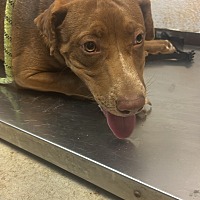 adopt a pet