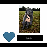 adopt-pet