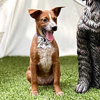 adopt a pet