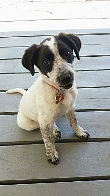 Colorado Springs Co Blue Heeler Meet Fargo A Pet For Adoption