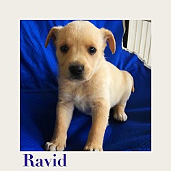 Photo of Ravid