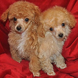Thumbnail photo of LILLY'S PUPPIES #1