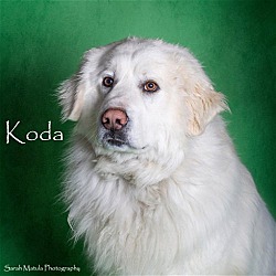 Thumbnail photo of Koda #3