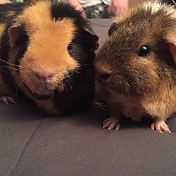 Photo of Buttercup & Daisy