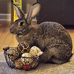 bonded pet photo