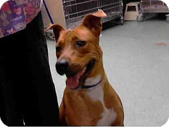 basenji ridgeback mix