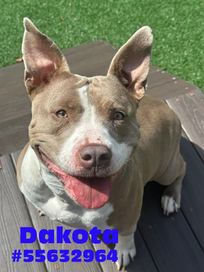 Photo of Dakota -Stray