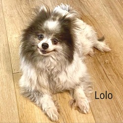 Photo of Lolo