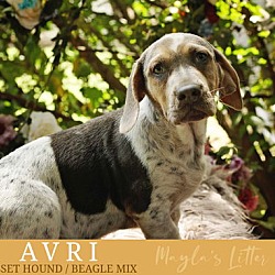 Thumbnail photo of AVRI - ADOPTION PENDING! #2