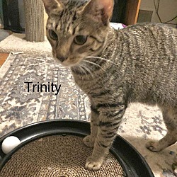 Thumbnail photo of Trinity (24-824) #2