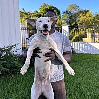 adopt a pet