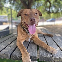 adopt-pet