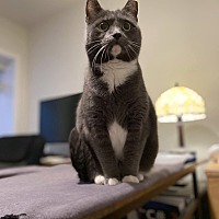 adopt a pet