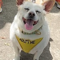 adopt a pet
