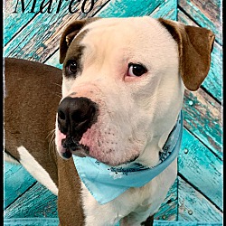Thumbnail photo of MARCO #2