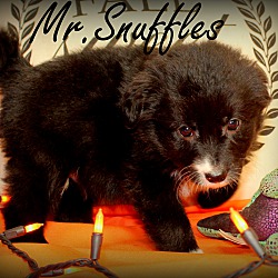 Thumbnail photo of Mr. Snuffles~adopted! #1