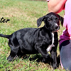Thumbnail photo of Scooter~adopted! #2
