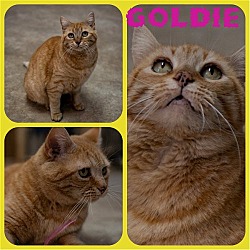 Thumbnail photo of Goldie #3