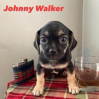 Photo of Johnny Walker