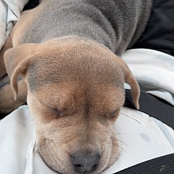Photo of Little Tom