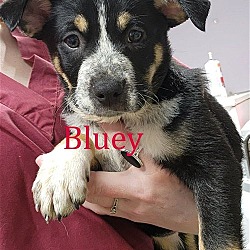 Photo of Bluey