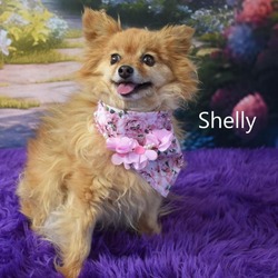 Photo of Shelly