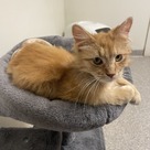 Adopt A Pet :: Tonneau - South Haven, MI