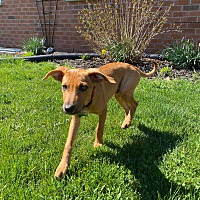 adopt-pet