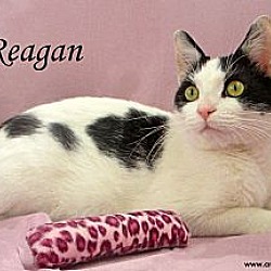 Thumbnail photo of Reagan #4